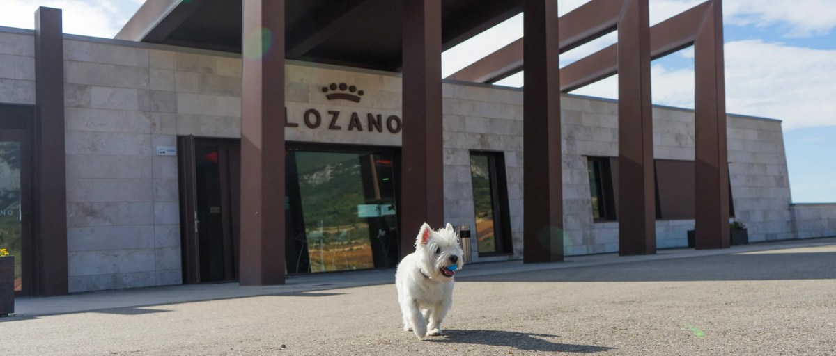 Perro en Bodegas Lozano en Rioja Alavesa